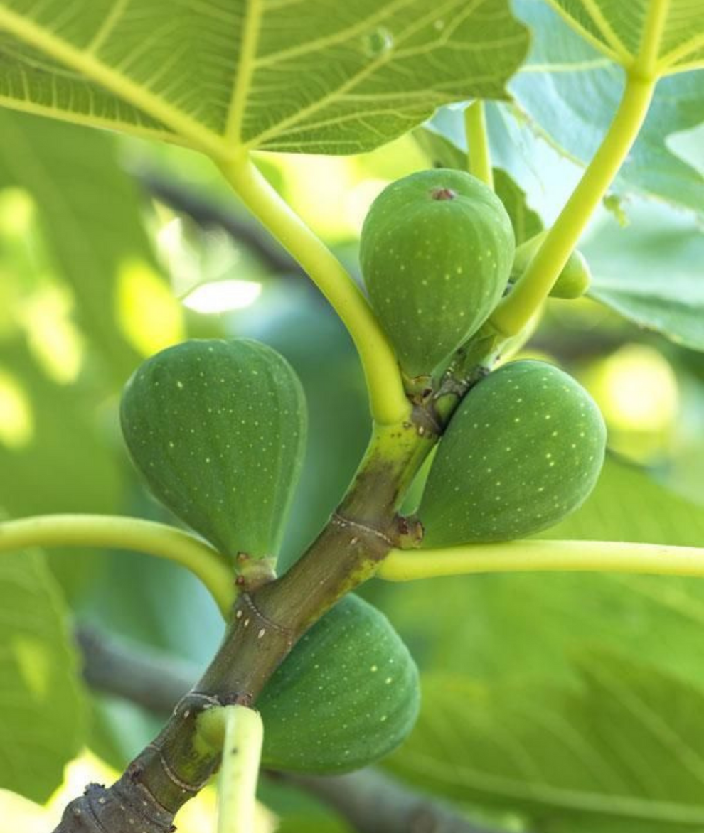 Nonno’s Fig Tree Candle